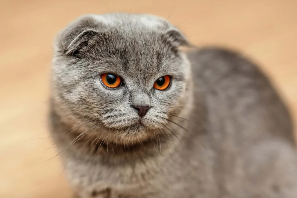 Scottish Fold