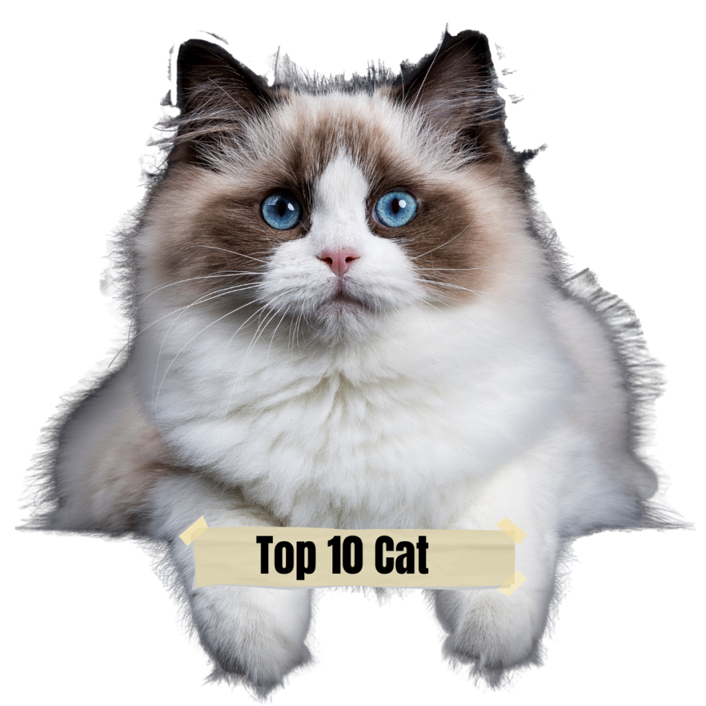 Top 10 cats