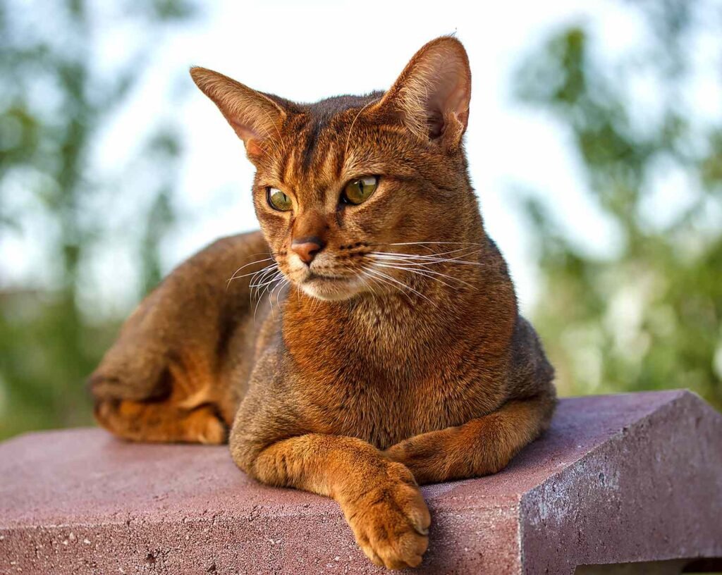 Abyssinian 